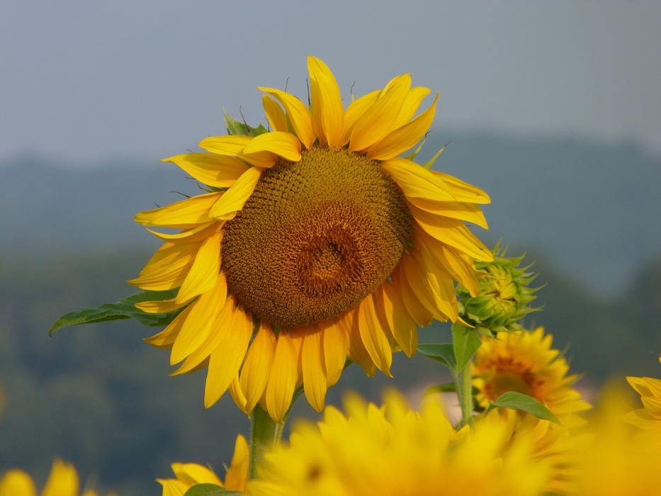 Nature Flower Summer