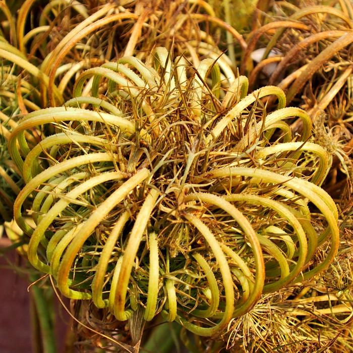 Nature Plant Tropical
