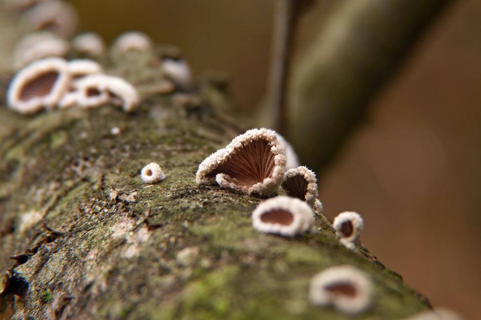 Nature Tree Closeup