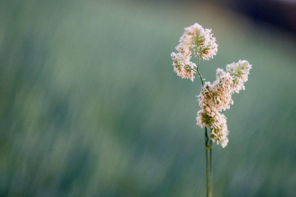 Grass Grasses Bud