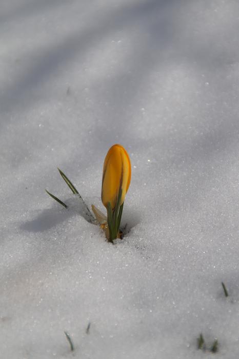 Nature A Flower