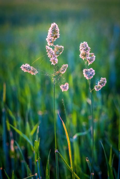 green grass with flowers nature