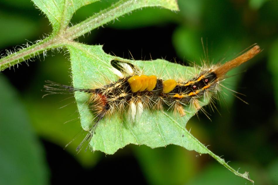 Insect Caterpillar in Nature