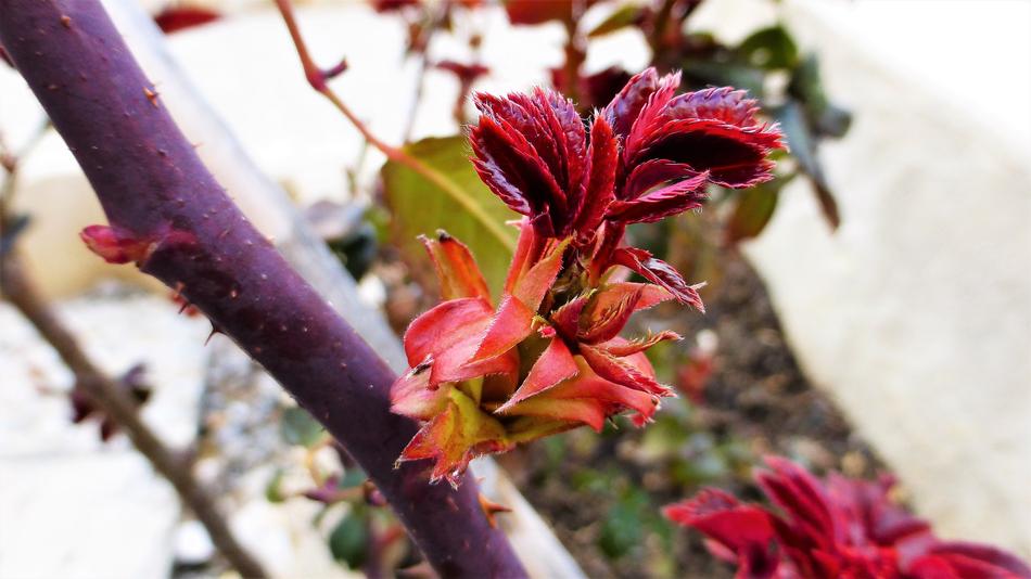 red winter flowers on a branch