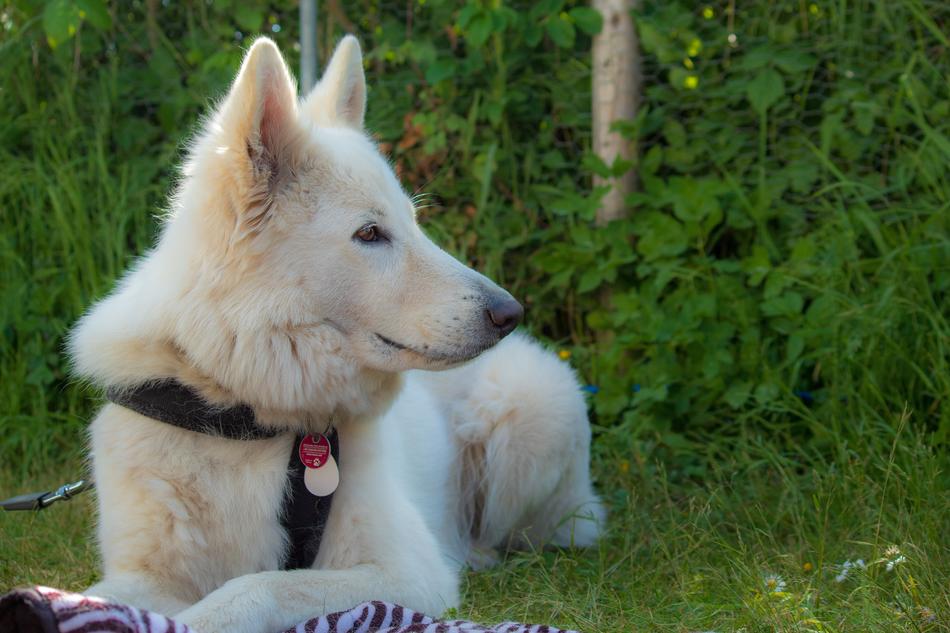White swiss shepherd