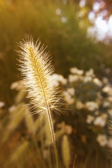 Nature Summer Sun