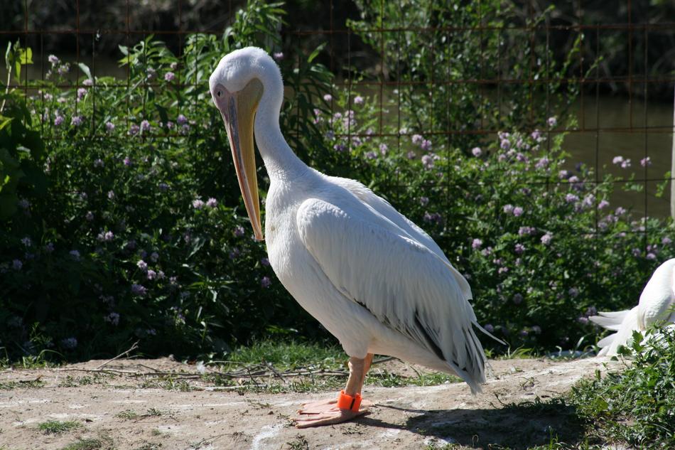 Nature Bird Water