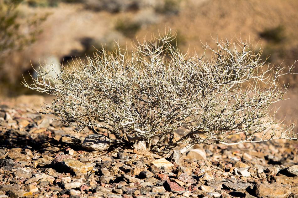 Nature Dry Desert