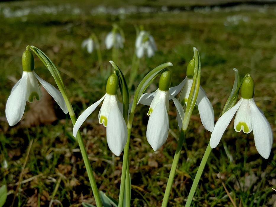 Flower Nature Plant