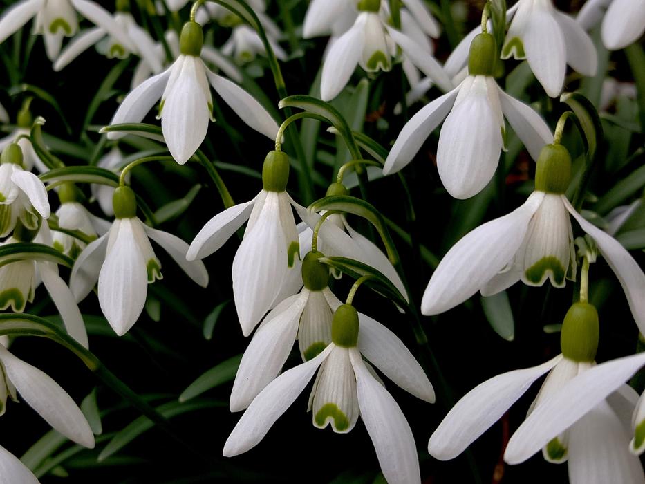 Flower Nature Plant