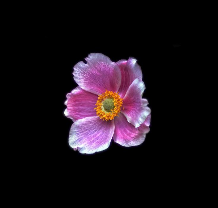 Blossom Bloom Flower
