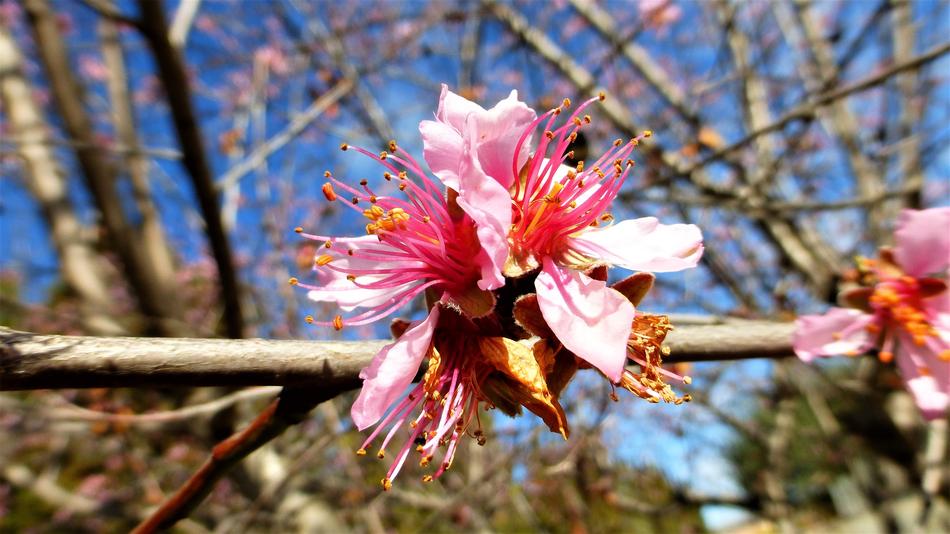 Nature Tree Flower