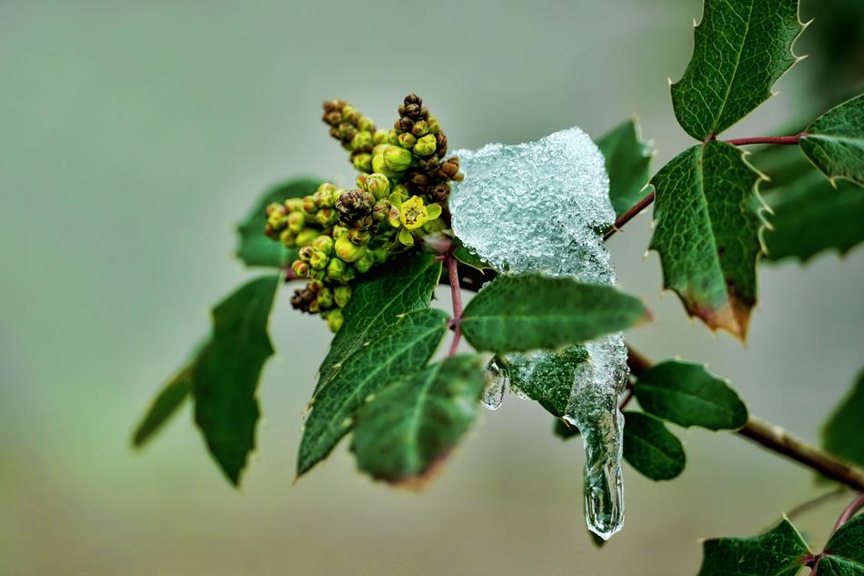 Leaf Plant Nature