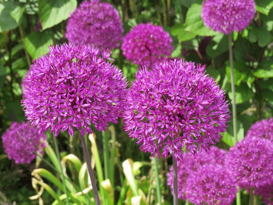 Purple Flower Allium
