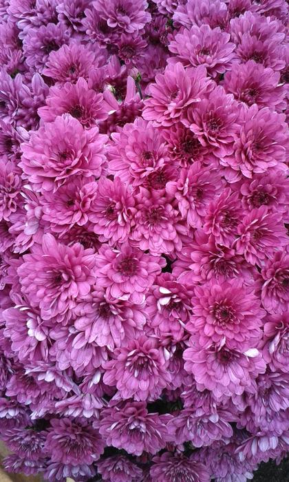 Flower Plant Nature
