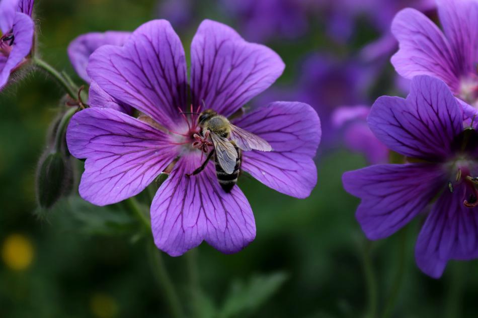 Blossom Bloom Insect