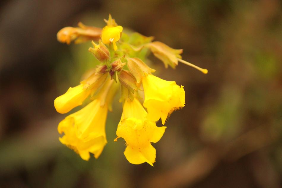 Flower Plant Nature