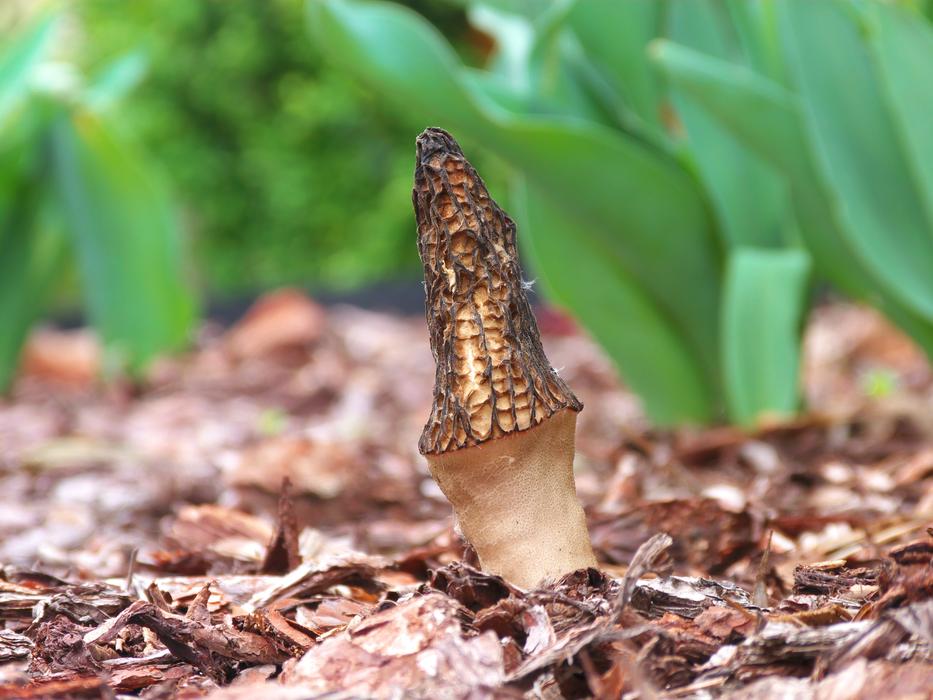 Nature At The Court Of Leaf