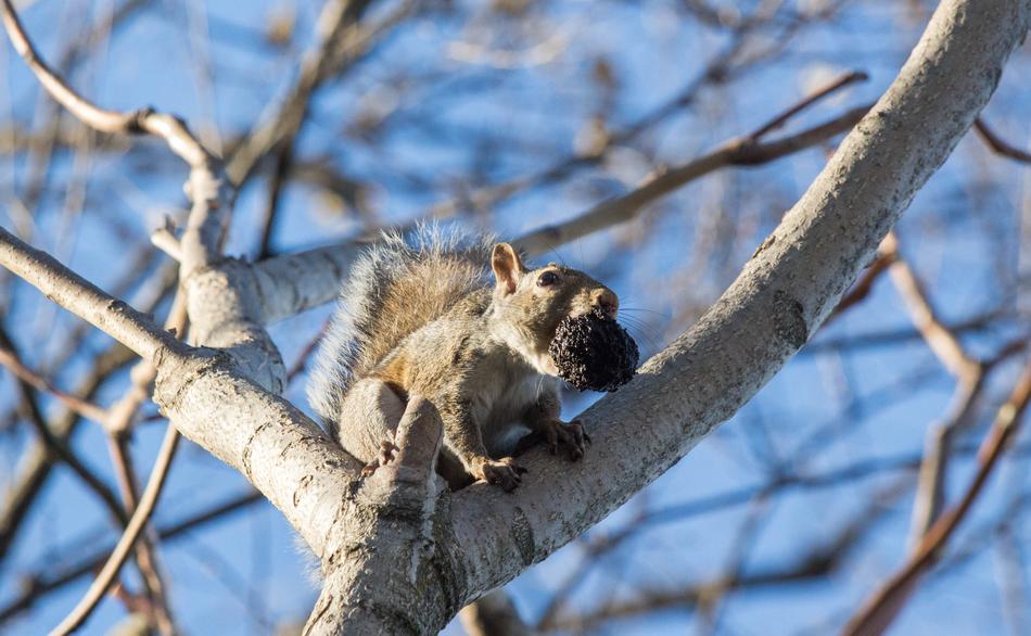 a little squirrel on a branch curious