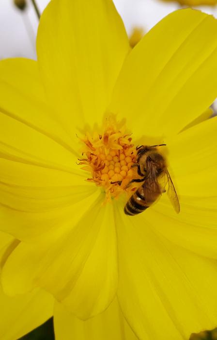 large flower with insect landscape