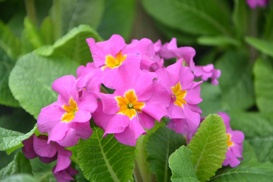 Flower Primroses Roses Nature