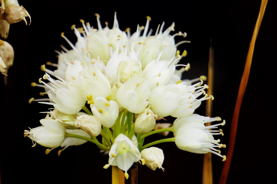 Nature Flower Plant