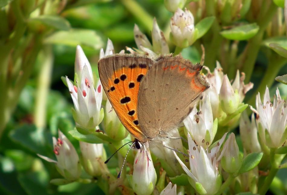 Nature Flower Summer Butterfly