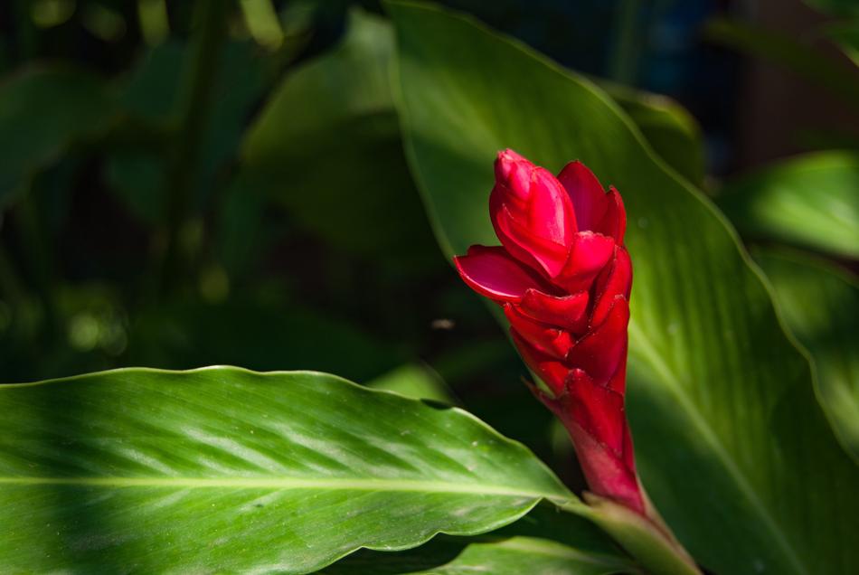 Red Flowers Plant