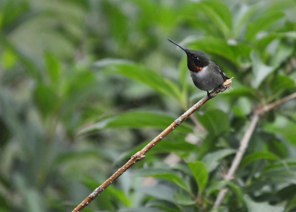 Hummingbird Nature Wildlife