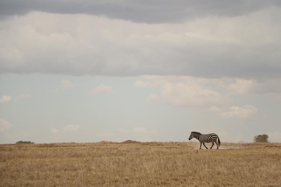 Zebra Safari Wild