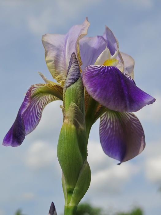 Bearded Iris Flower
