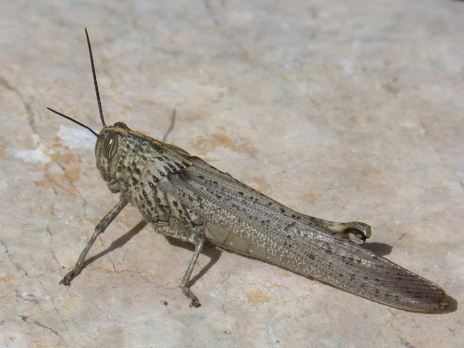 a large grasshopper is resting on a stone