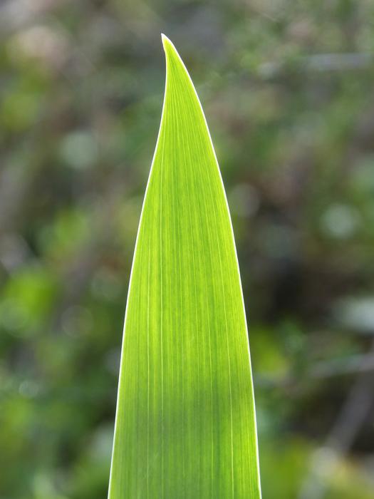 Leaf Pattern Lines