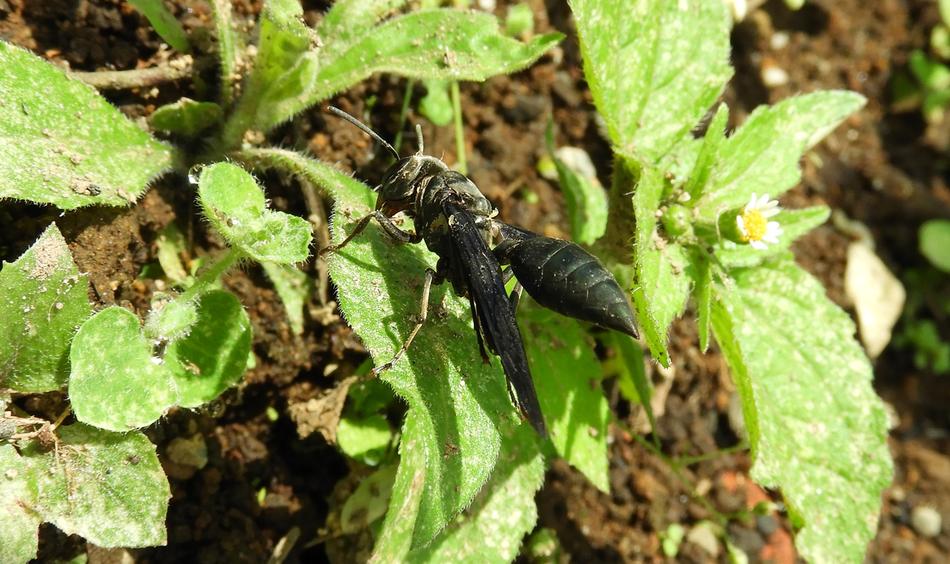 Nature Wasp