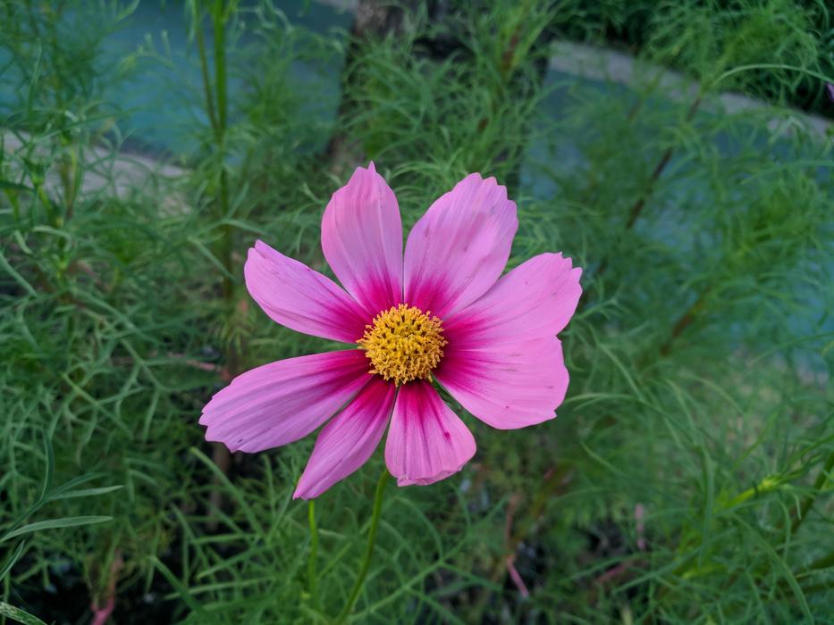 Nature Summer Flower