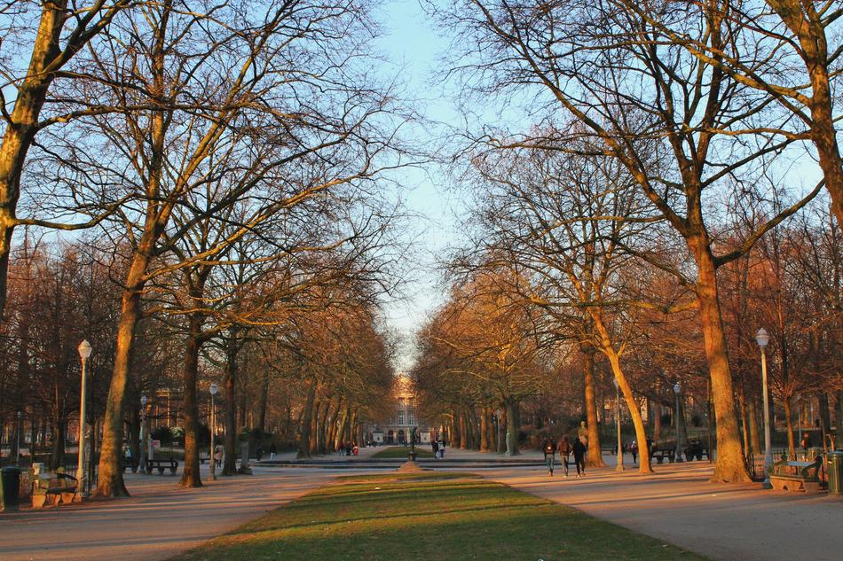 Tree Landscape Autumn
