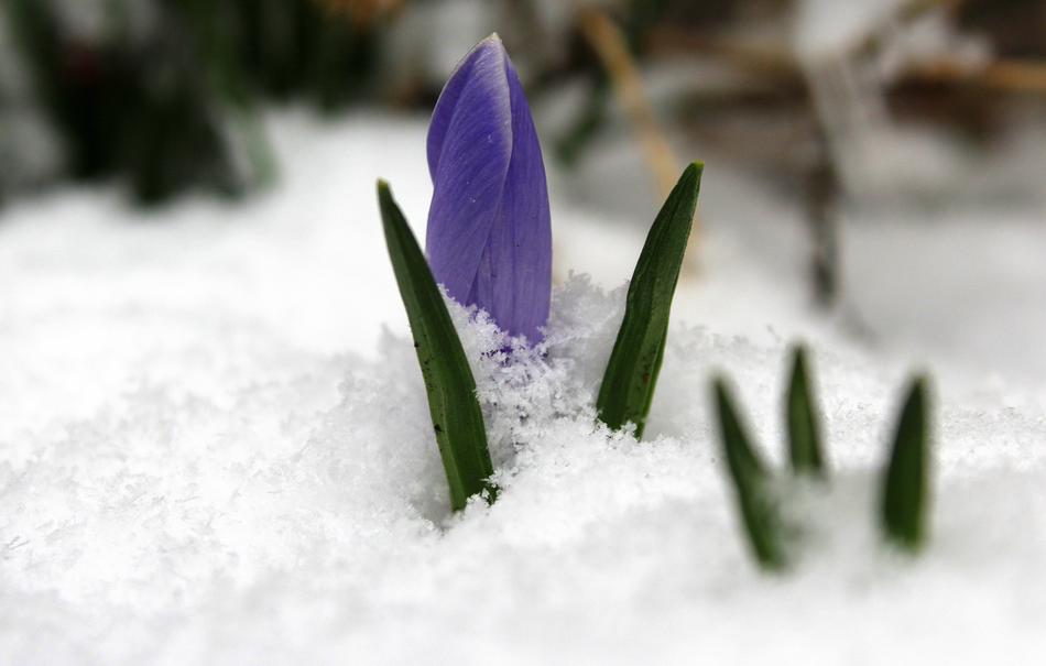 Krokus March The Return Of Winter