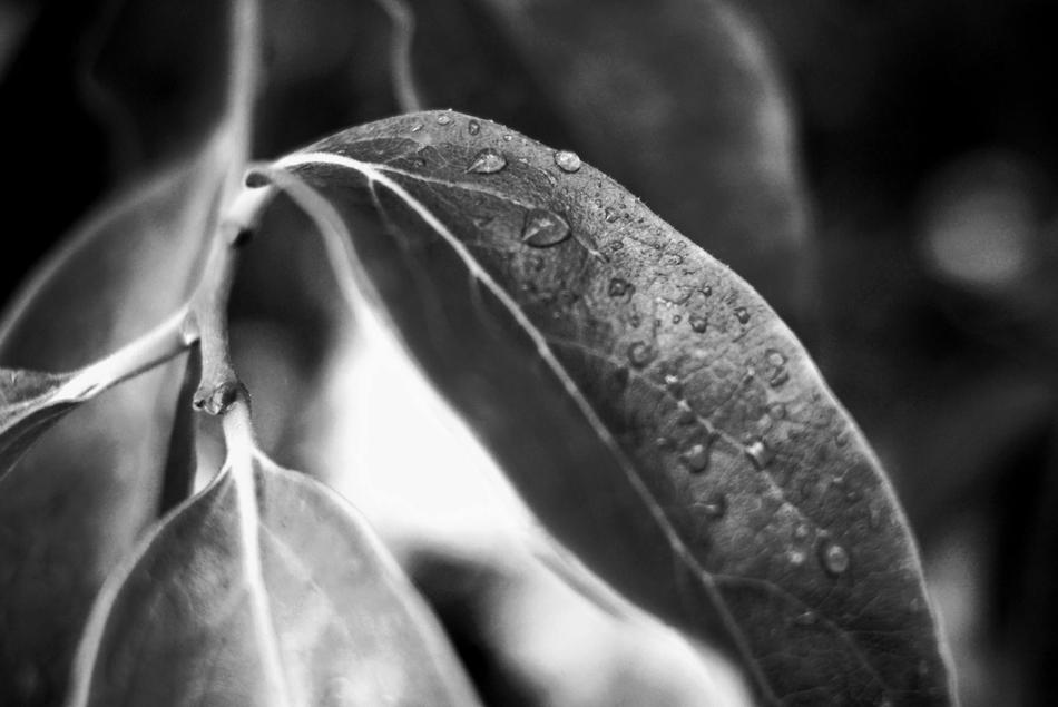 Leaf Plant Nature
