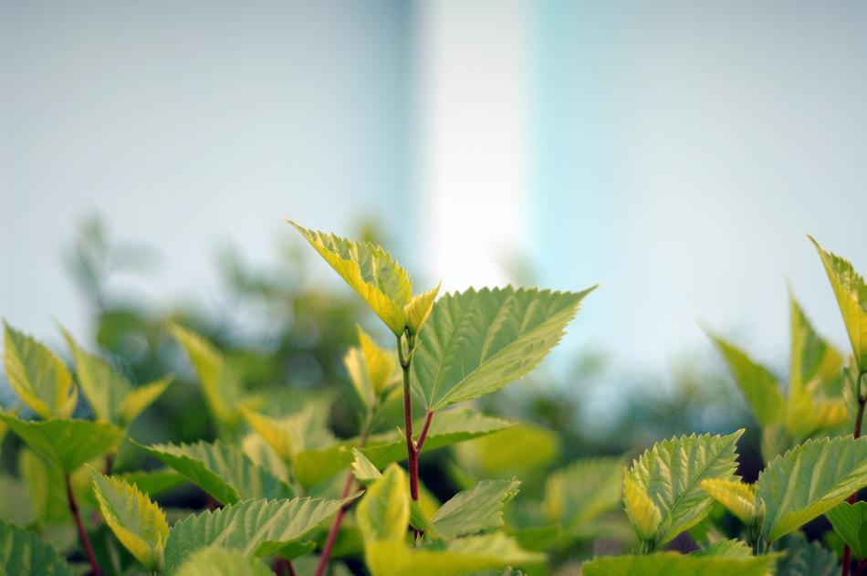 Leaf Plant