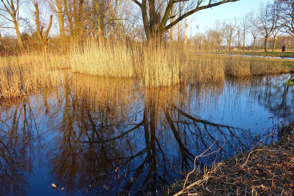 Pond Water Reeds