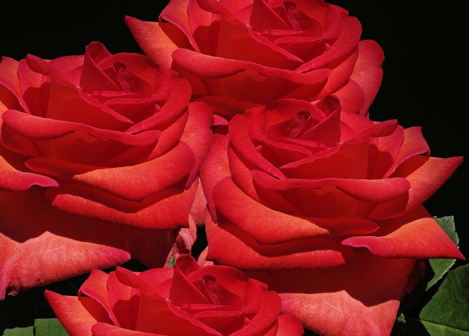 Roses Noble Baccara Rose