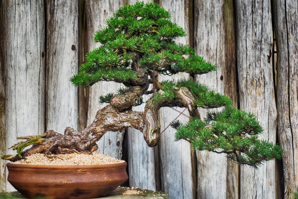 Wood Tree Plant