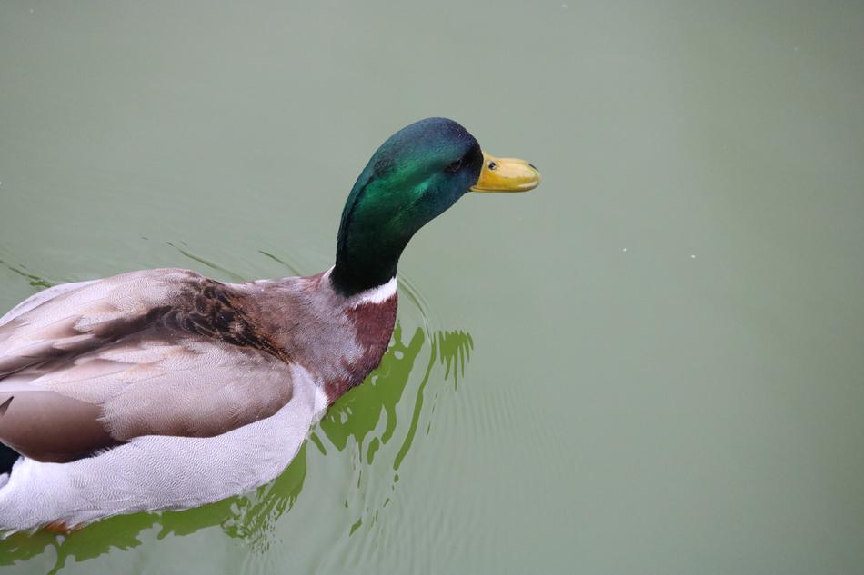 a floating duck with a green head