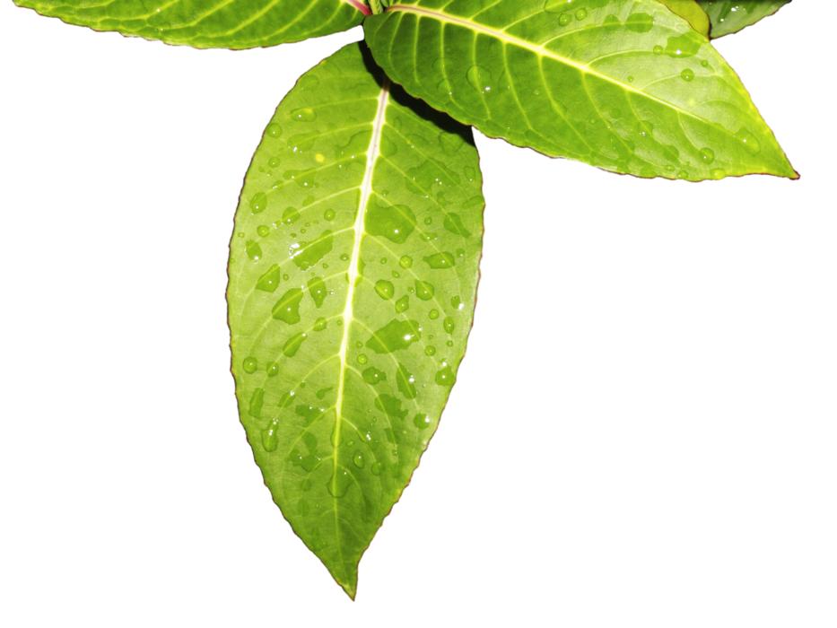 Leaves Foliage Green
