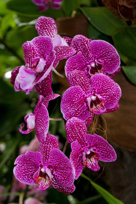 Nature Plant Flower
