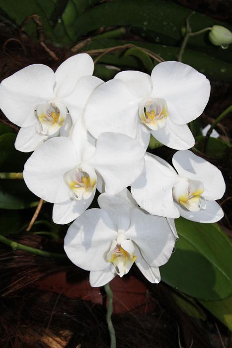 Flower Plant Nature