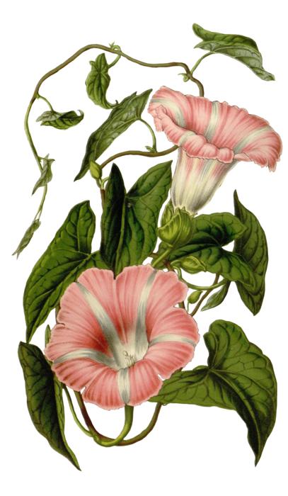 flower blossom bloom plant pink