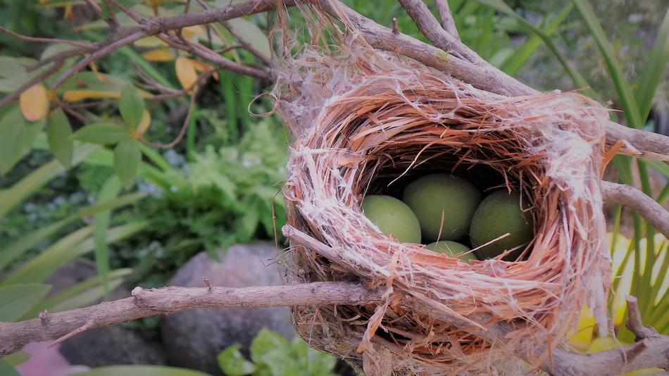 Bird Nest New Real Nature The