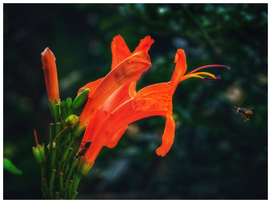 Flower Nature Flora