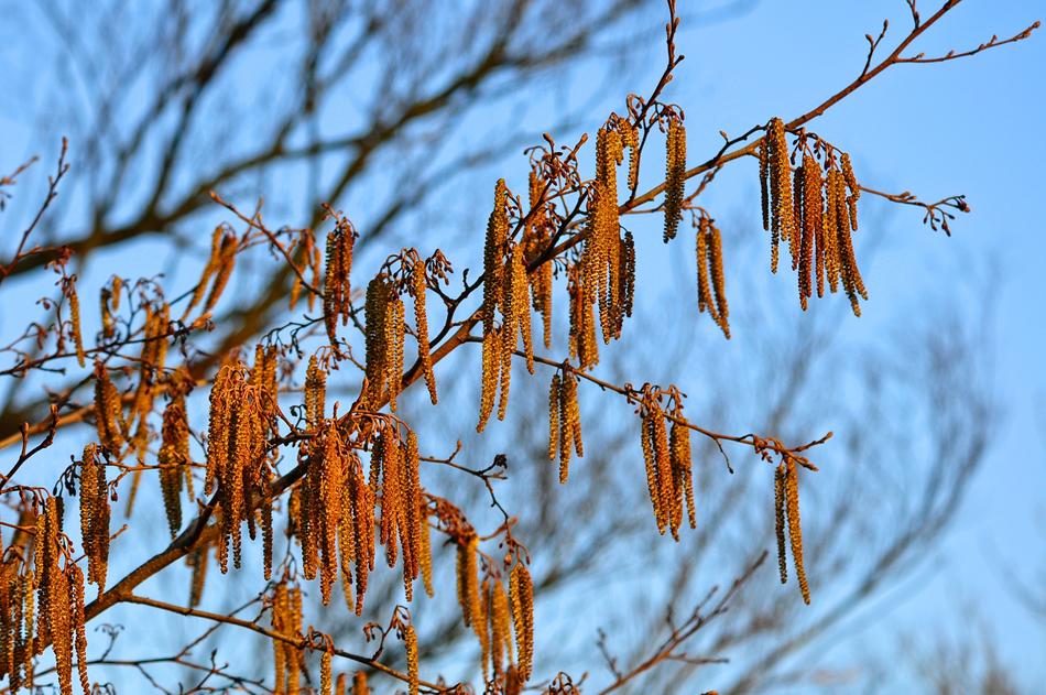 autumn dry leaves on a branch against the sky